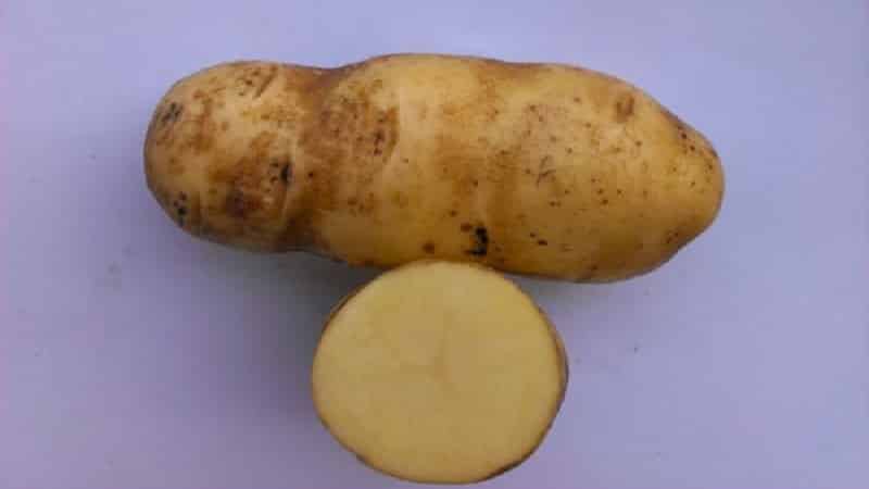 Which types of potatoes are better for frying: red or white?