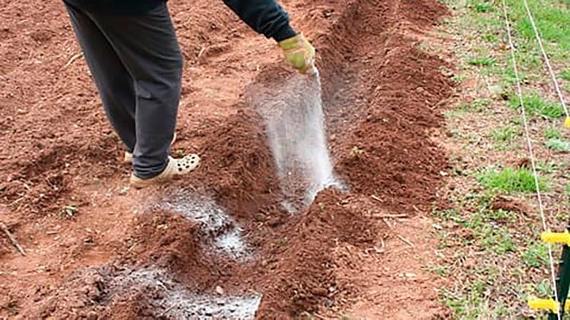What types of fertilizers are best to use when planting potatoes?