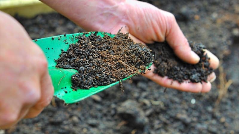 What types of fertilizers are best to use when planting potatoes?