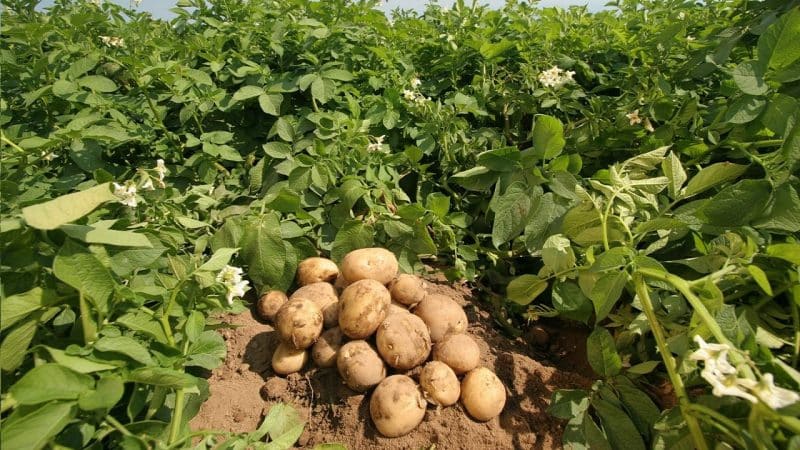 What types of fertilizers are best to use when planting potatoes?