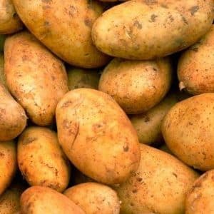 Mid-early potato variety Breeze from Belarusian breeders