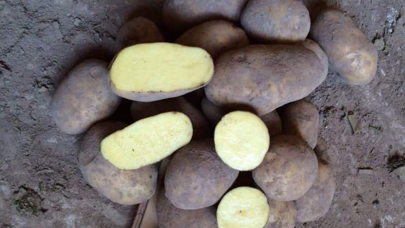 Mid-early potato variety Breeze from Belarusian breeders