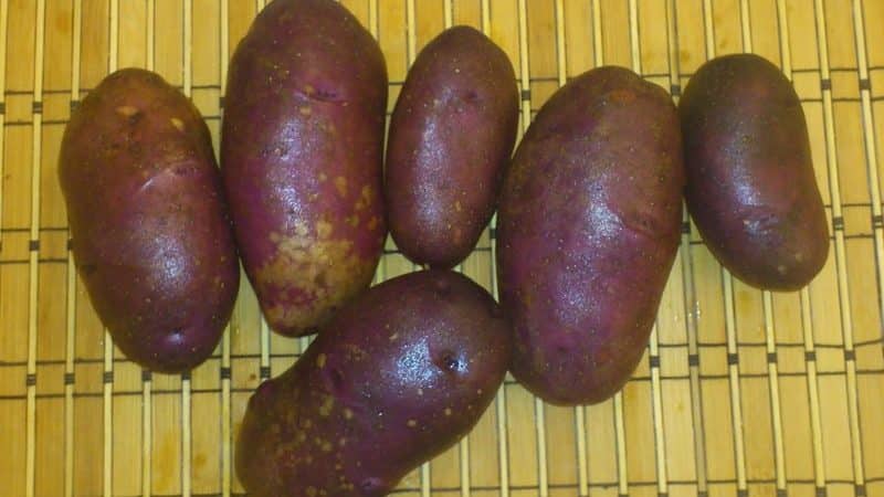 Unpretentious potato variety Chugunka for regions with temperate climates and southern regions