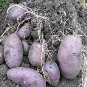 Unpretentious potato variety Chugunka for regions with temperate climates and southern regions