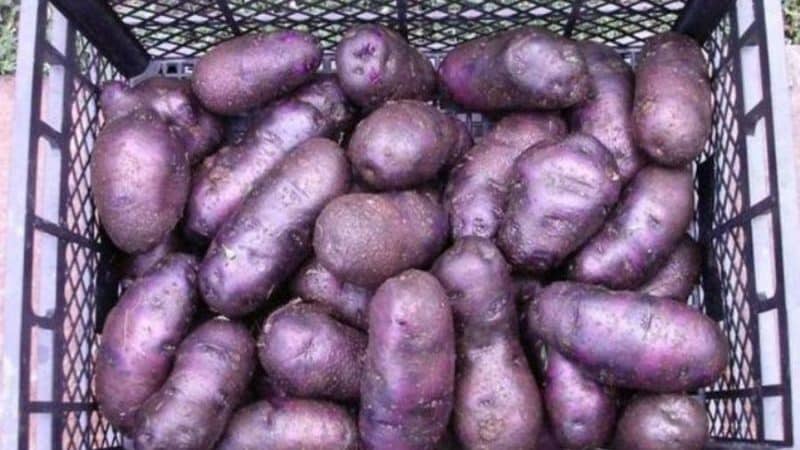 Unpretentious potato variety Chugunka for regions with temperate climates and southern regions
