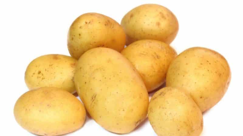 The ideal potato variety to purchase for the winter: Jelly