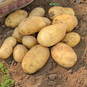 The ideal potato variety to purchase for the winter: Jelly