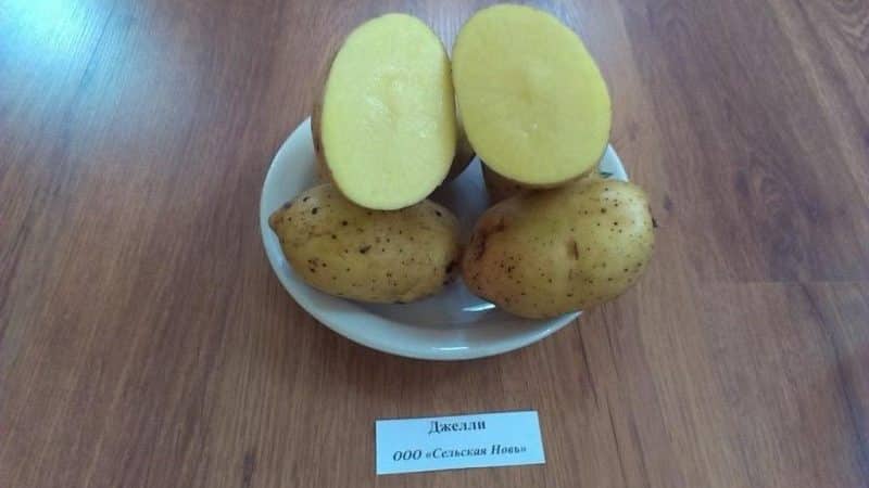 The ideal potato variety to purchase for the winter: Jelly