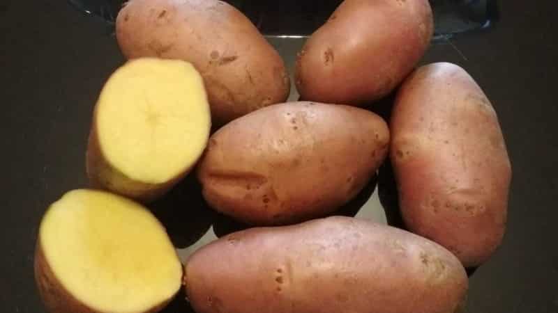High-yielding potato variety Evolution, capable of adapting to any climate conditions