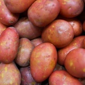 High-yielding potato variety Evolution, capable of adapting to any climate conditions