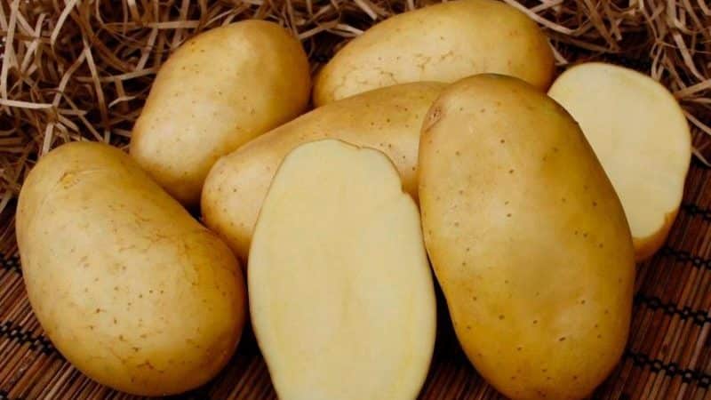 Unpretentious potato variety Felox with excellent taste