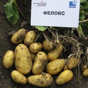 Unpretentious potato variety Felox with excellent taste