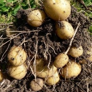 Unpretentious potato variety Felox with excellent taste
