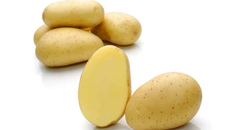 Unpretentious potato variety Felox with excellent taste