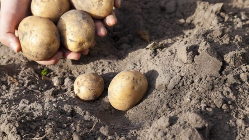Ultra-early ripening potato variety Karatop