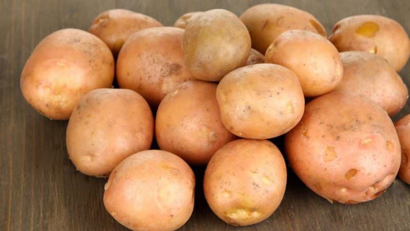 Late-ripening potato variety Cardinal is not afraid of sudden changes in weather