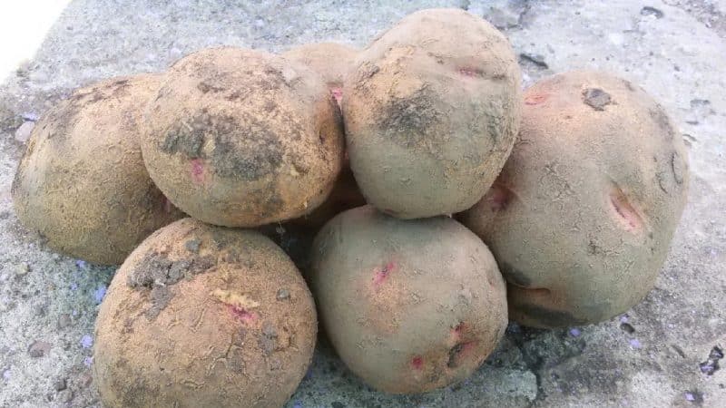 Late-ripening potato variety Cardinal is not afraid of sudden changes in weather