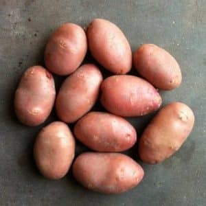 Late-ripening potato variety Cardinal is not afraid of sudden changes in weather