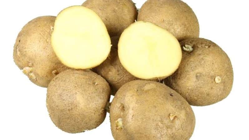 What is good about the Kolobok potato variety and why gardeners love it so much