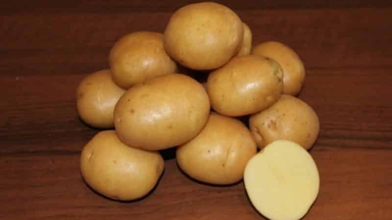 What is good about the Kolobok potato variety and why gardeners love it so much