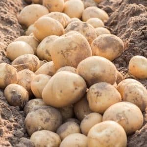 What is good about the Kolobok potato variety and why gardeners love it so much
