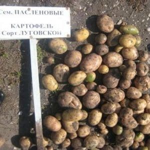 Mid-season, high-yielding potato variety Lugovskoy, ideal for mashed potatoes