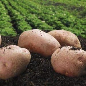 Mid-season, high-yielding potato variety Lugovskoy, ideal for mashed potatoes