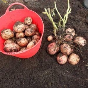 Mid-season, high-yielding potato variety Lugovskoy, ideal for mashed potatoes