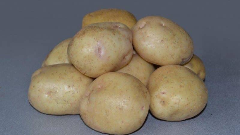 An incredible combination of unpretentiousness and productivity of the Nevsky potato variety