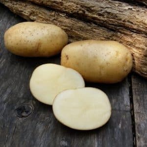 An incredible combination of unpretentiousness and productivity of the Nevsky potato variety