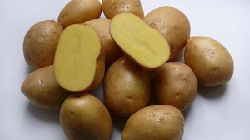 An incredible combination of unpretentiousness and productivity of the Nevsky potato variety