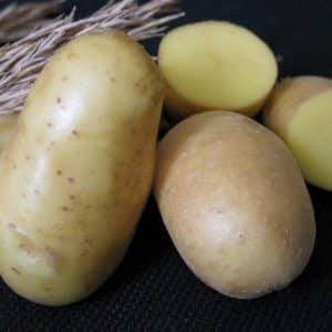 An incredible combination of unpretentiousness and productivity of the Nevsky potato variety