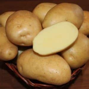 Unpretentious, mid-late potato variety Nikulinsky
