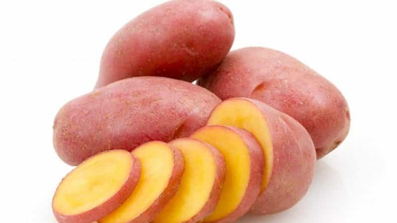 Mid-early potato variety Rodrigue with large pink tubers