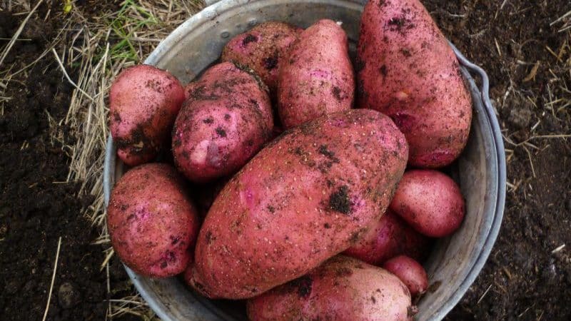 Mid-early potato variety Rodrigue with large pink tubers