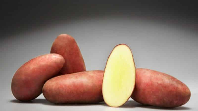Mid-early potato variety Rodrigue with large pink tubers