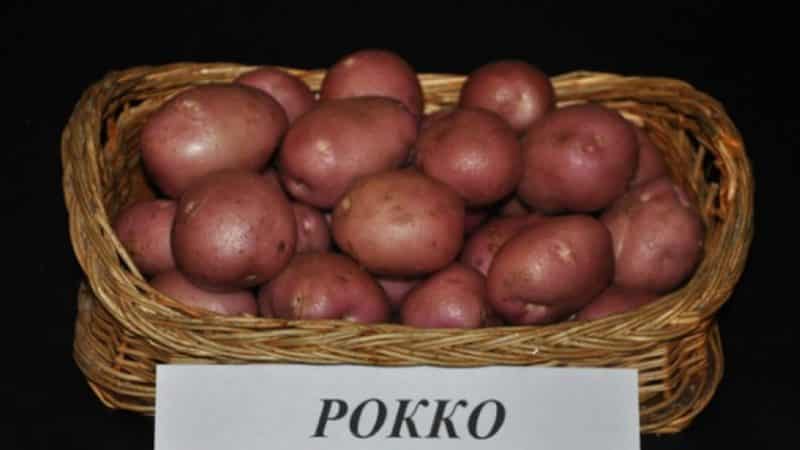 High-yielding potato variety Roko, ideal for boiling and baking