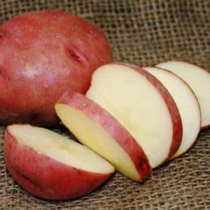 High-yielding potato variety Roko, ideal for boiling and baking