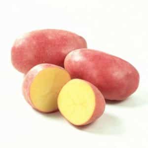 High-yielding potato variety Roko, ideal for boiling and baking