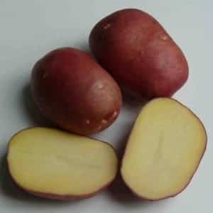 High-yielding potato variety Roko, ideal for boiling and baking