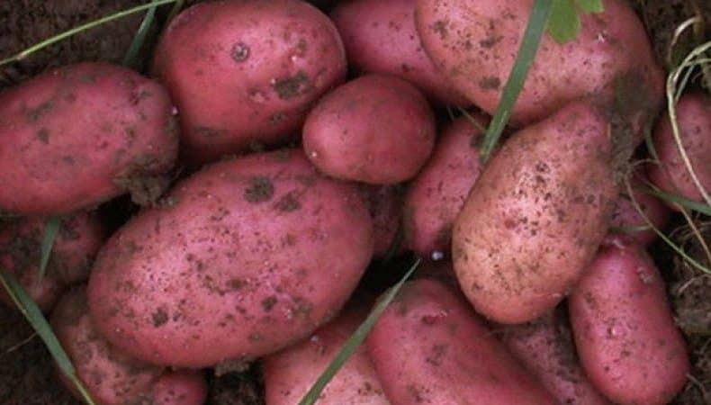 High-yielding potato variety Roko, ideal for boiling and baking