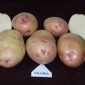 Domestic table potato variety Skazka