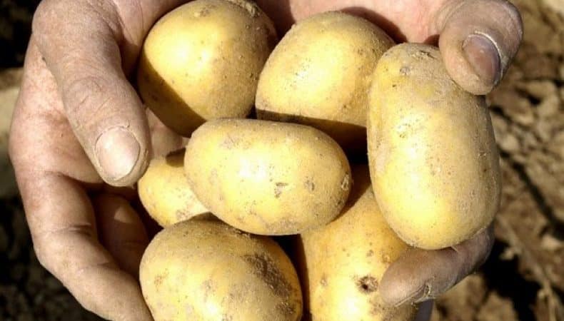 Early ripe table potato variety Uladar: description, photos and reviews from summer residents