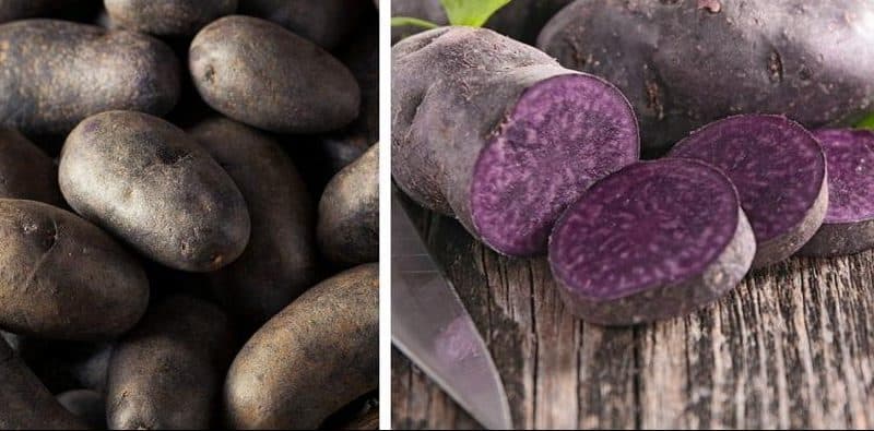 Amazing potato variety Vitalot with purple skin and pulp