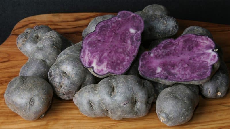 Amazing potato variety Vitalot with purple skin and pulp