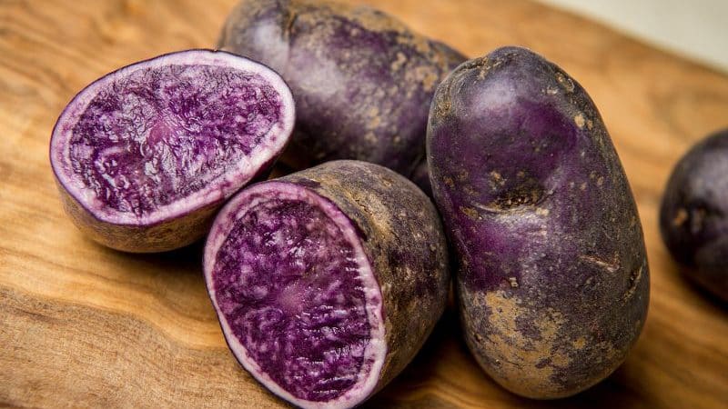 Amazing potato variety Vitalot with purple skin and pulp