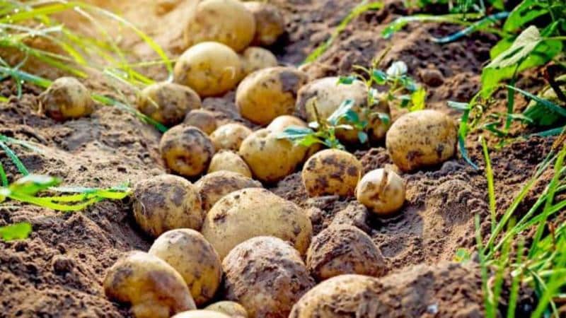 How and when to dig potatoes for storage