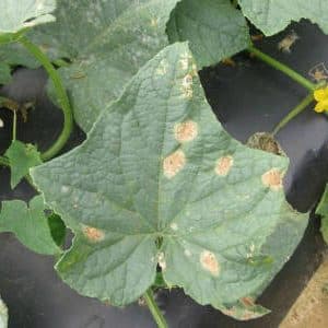 Causes des feuilles de concombre vert pâle et méthodes pour lutter contre le problème