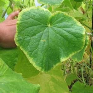 Causes des feuilles de concombre vert pâle et méthodes pour lutter contre le problème