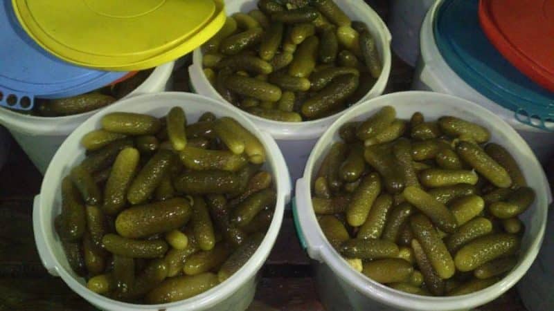 The best recipes for cold pickling cucumbers for storing in an apartment in winter